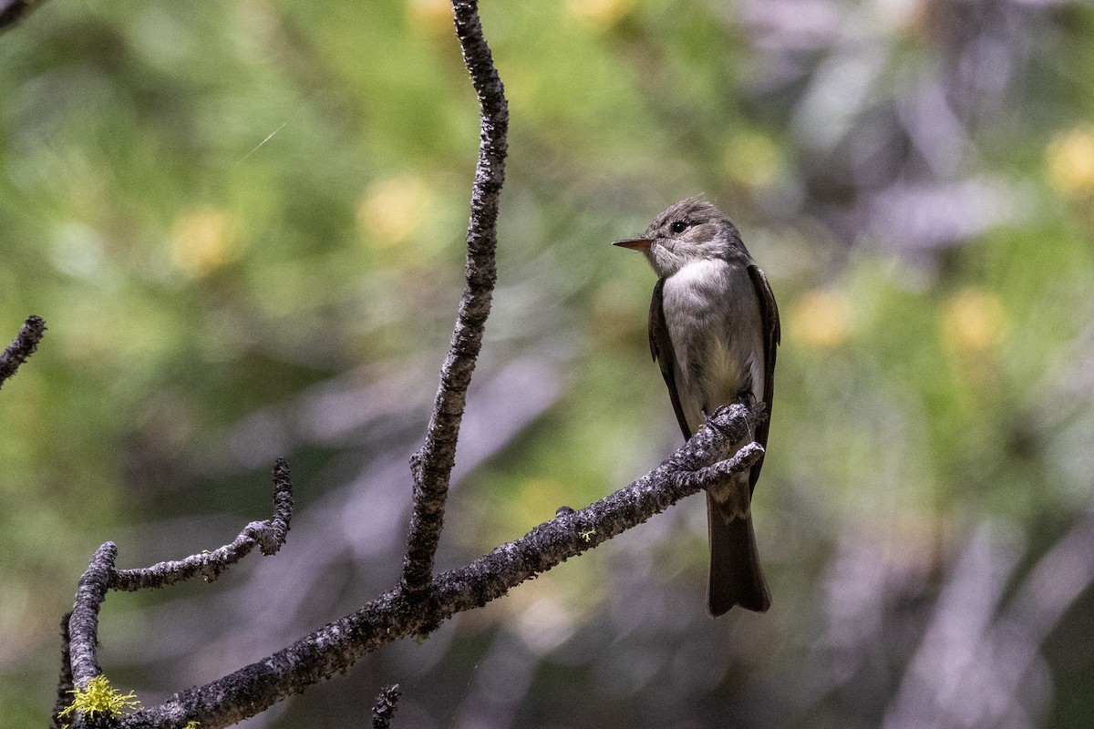 Western Wood-Pewee - ML345451281