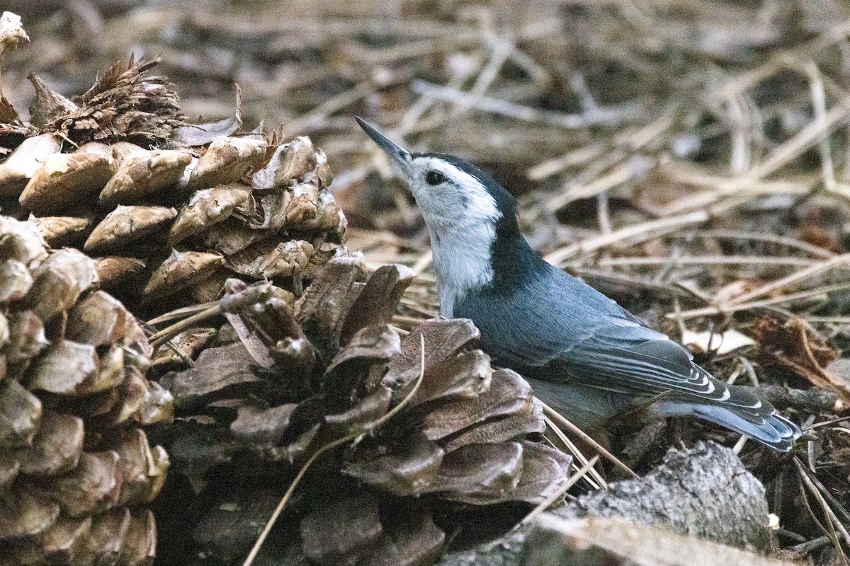 White-breasted Nuthatch - ML345451311