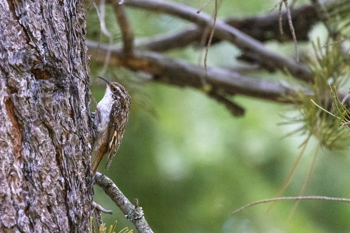 Brown Creeper - ML345451761