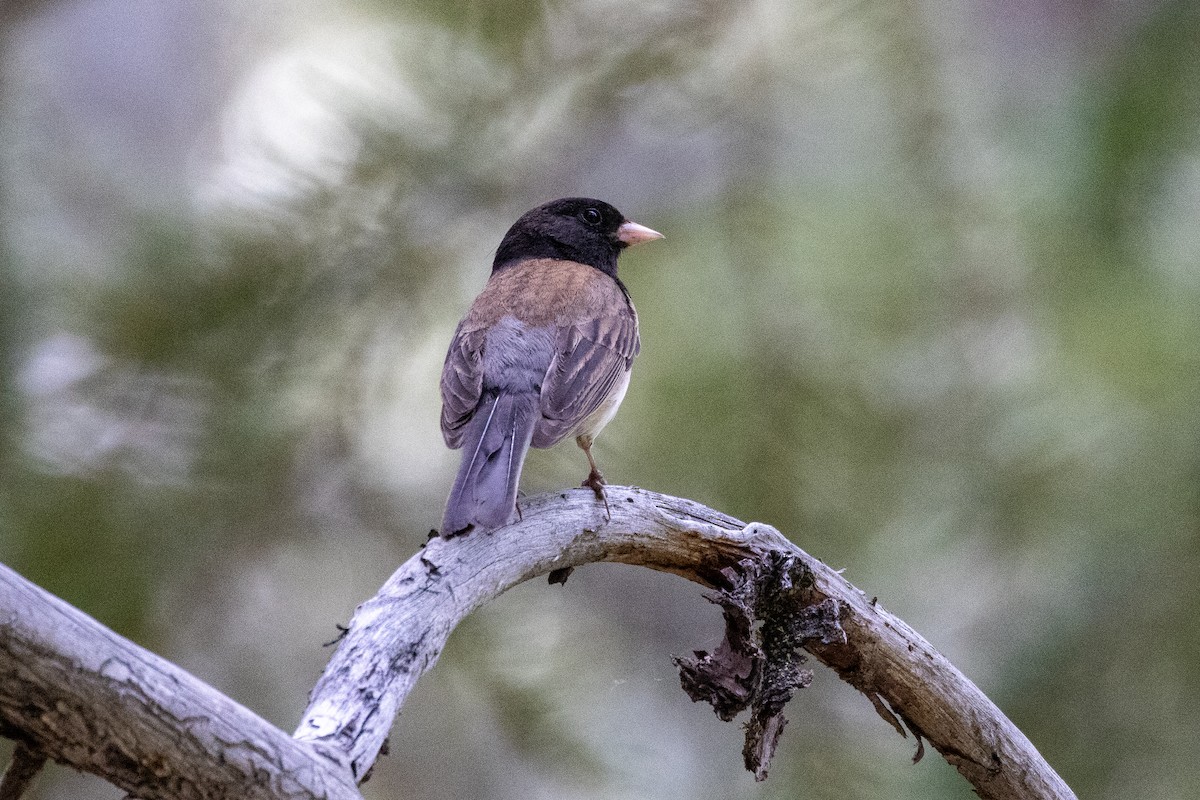 Dark-eyed Junco - ML345451901