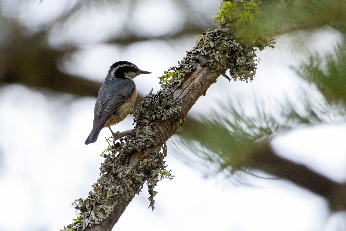 Red-breasted Nuthatch - ML345452051