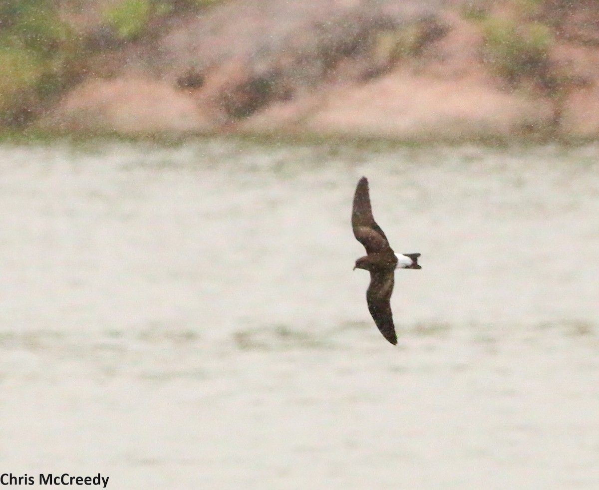 Wedge-rumped Storm-Petrel - Chris McCreedy - no playbacks
