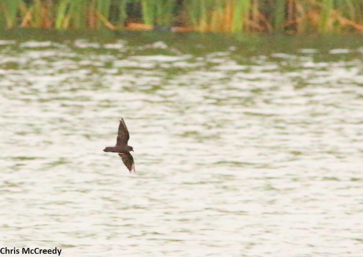 Least Storm-Petrel - Chris McCreedy - no playbacks