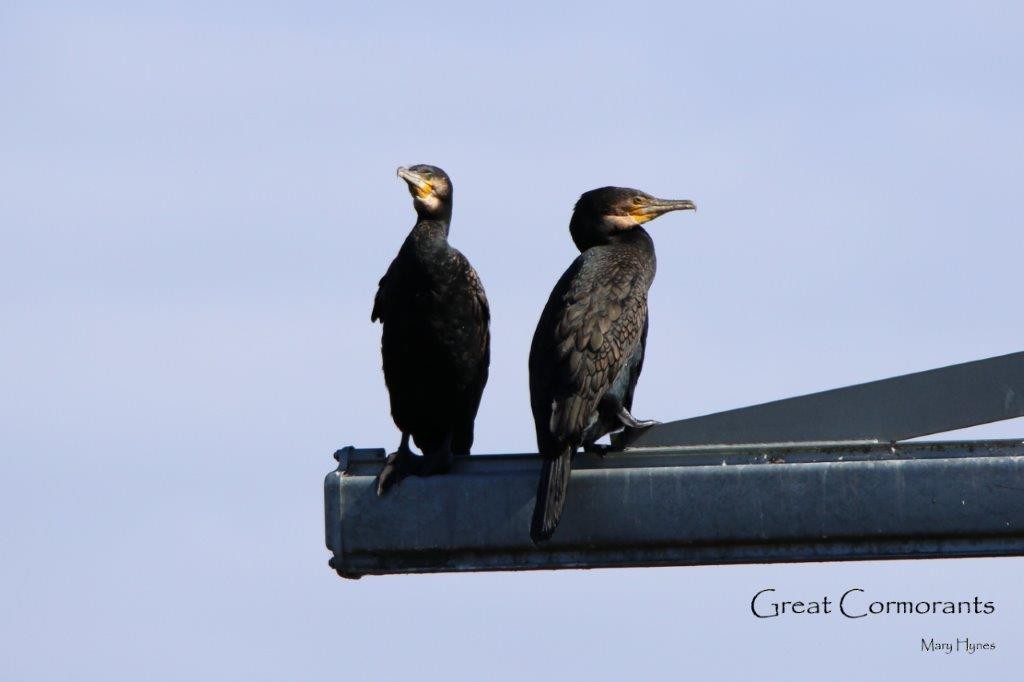 Great Cormorant - U3A Bird Group Two