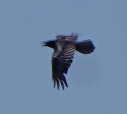 Common Raven - ML345454511