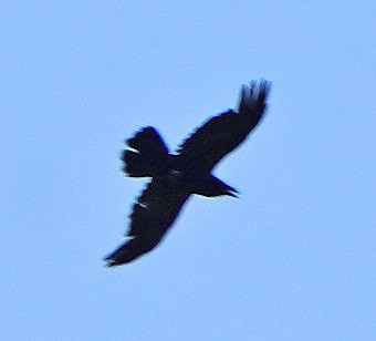 Common Raven - ML345454521