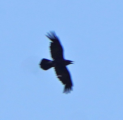 Common Raven - ML345454531