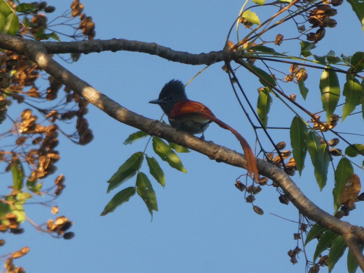 African Paradise-Flycatcher - Matthias Bachmann