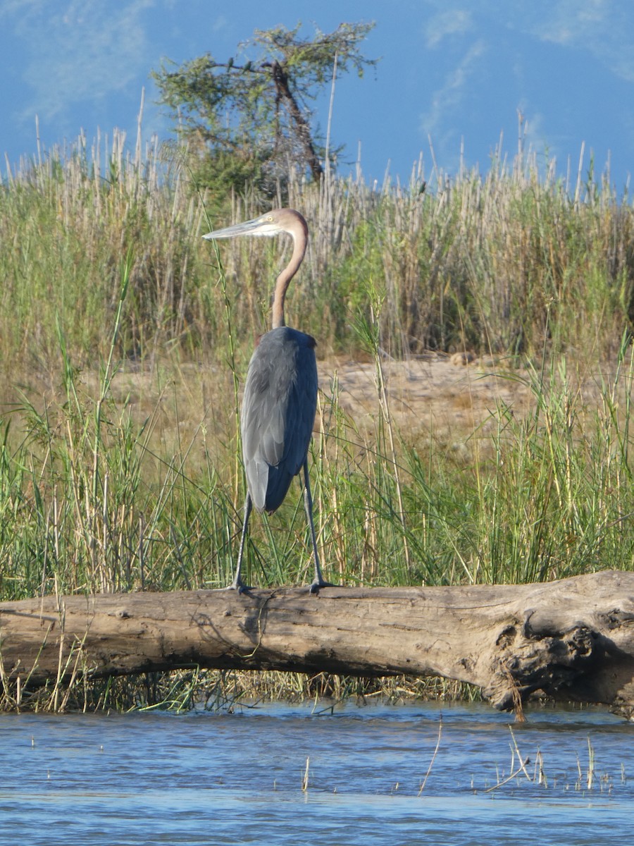 Goliath Heron - Matthias Bachmann