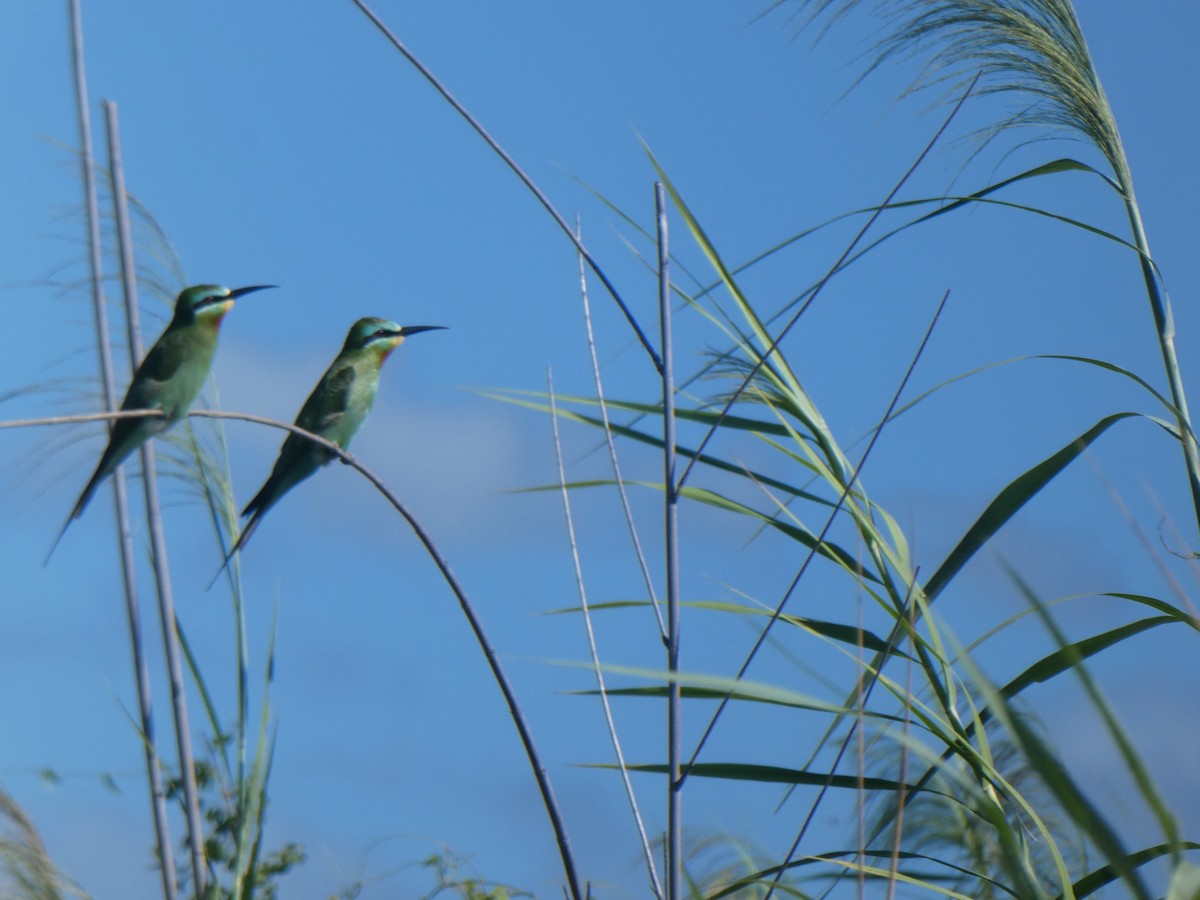 Blue-cheeked Bee-eater - ML345455291