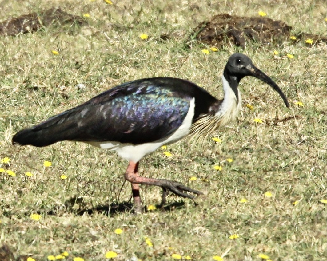 Straw-necked Ibis - ML345456081