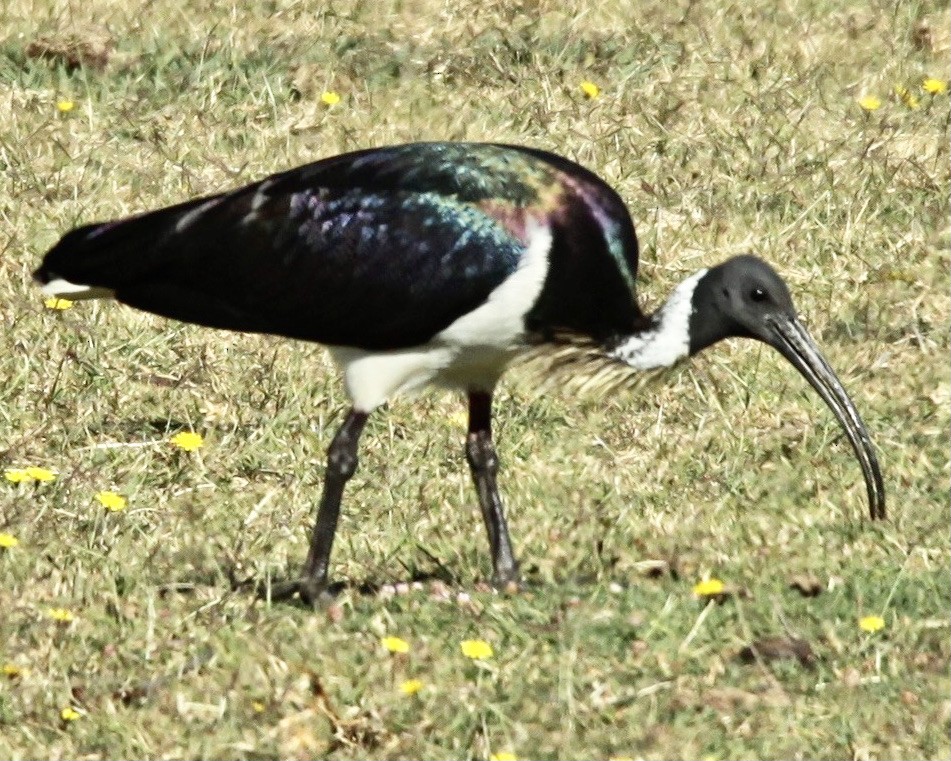 Straw-necked Ibis - ML345456091