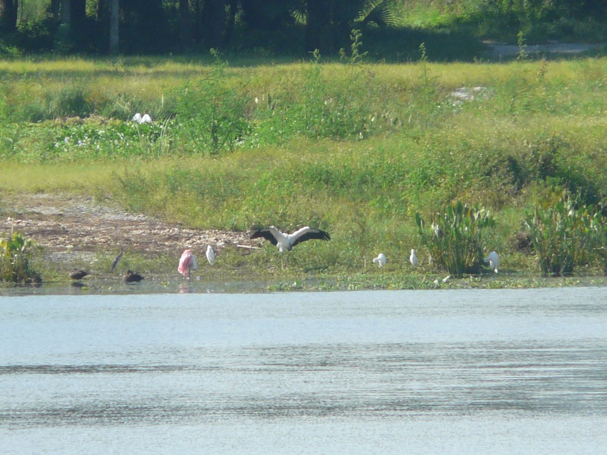 Wood Stork - ML34545621