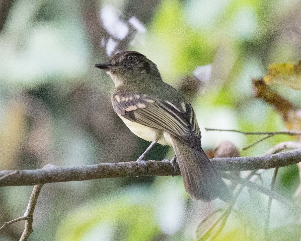 Sepia-capped Flycatcher - ML345459611