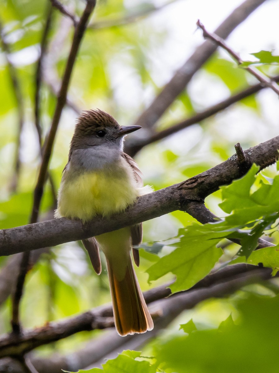 Great Crested Flycatcher - Pierre Fournier