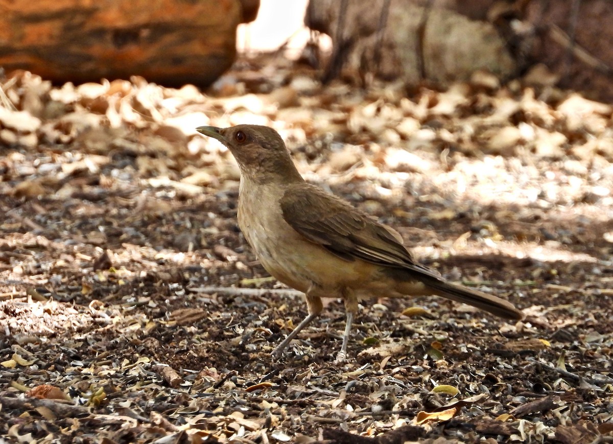 Clay-colored Thrush - ML345459981