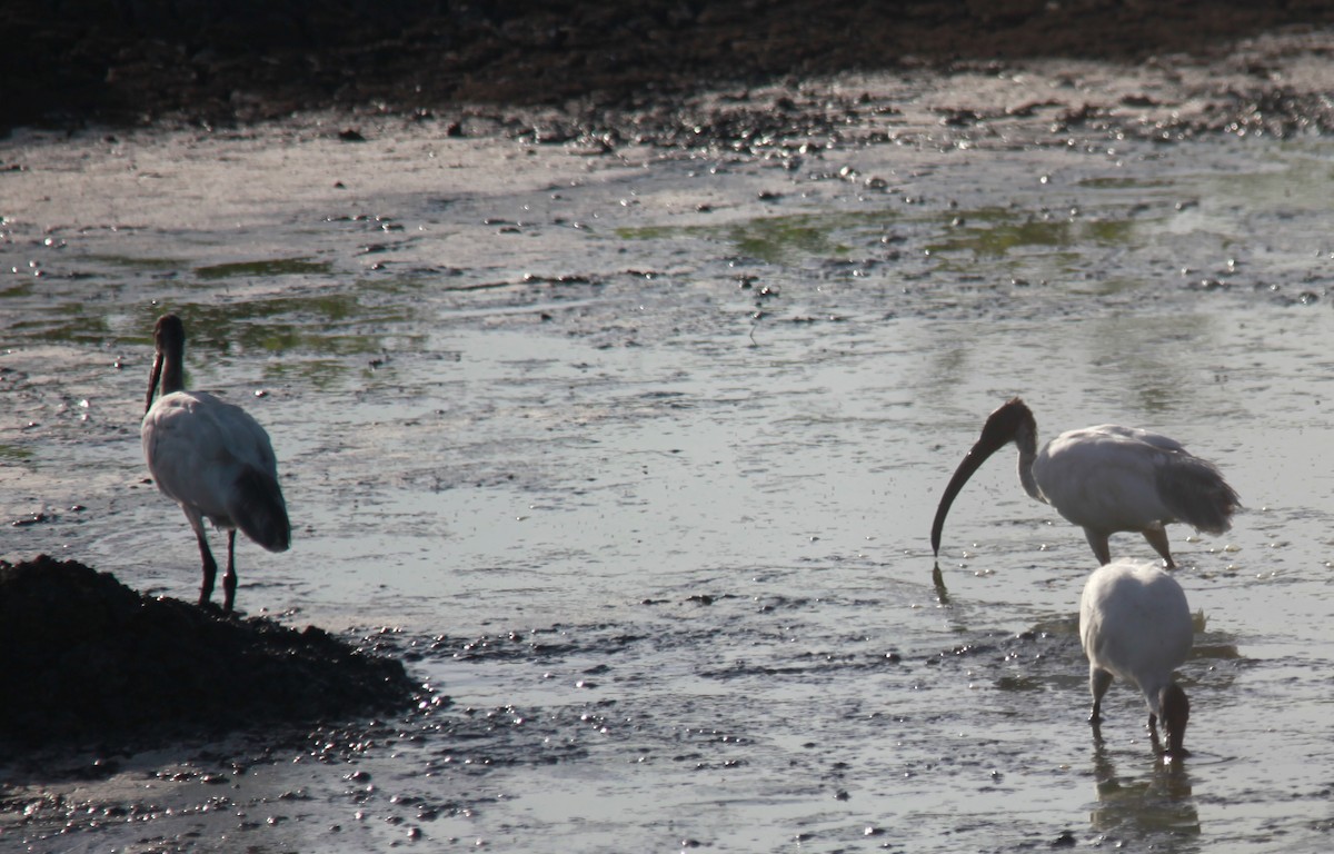 Black-headed Ibis - ML34546201