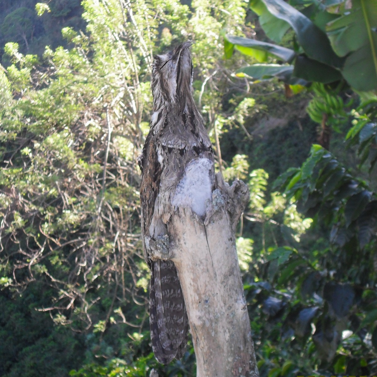 Common Potoo - ML345462371