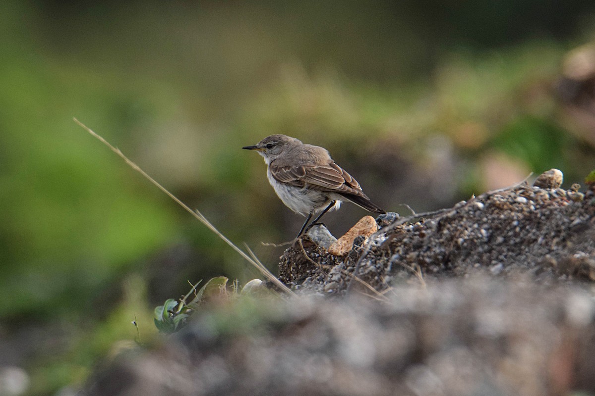 Spot-billed Ground-Tyrant - ML345463021