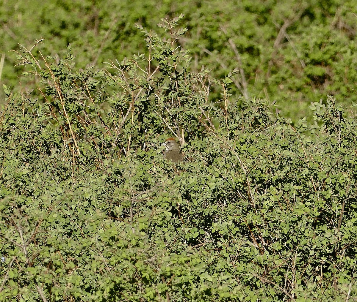 Green-tailed Towhee - ML345463201