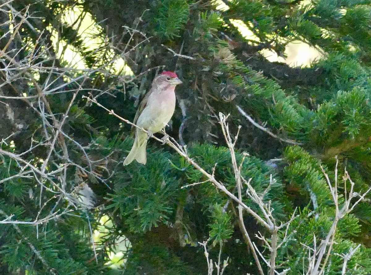 Cassin's Finch - ML345463831