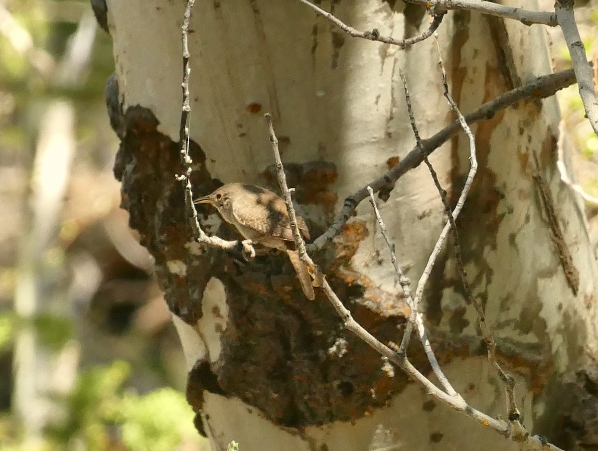 House Wren - ML345464061