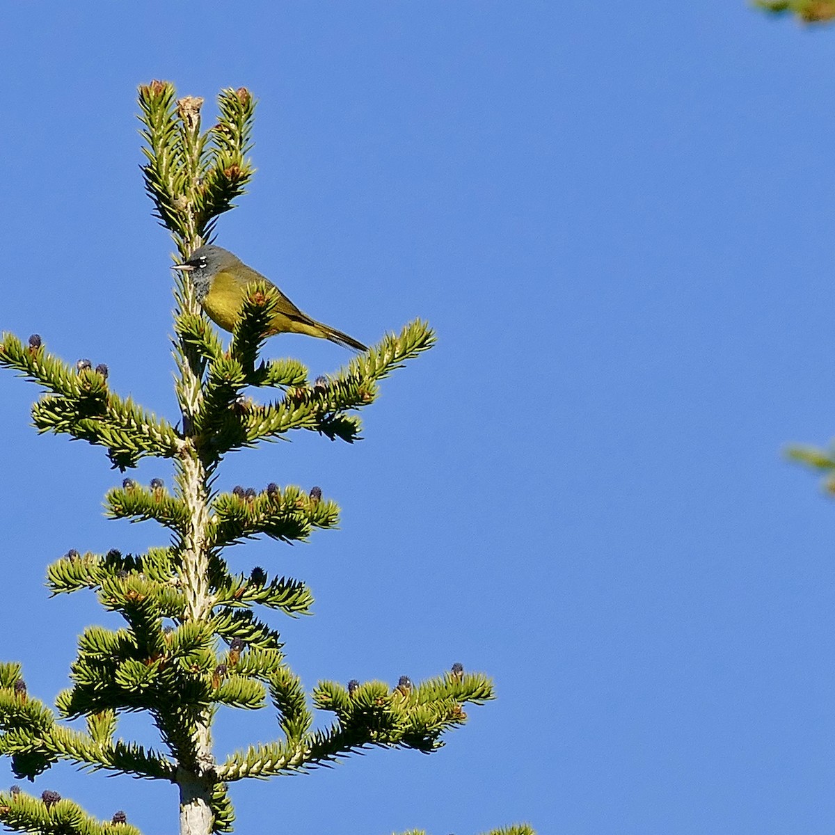 MacGillivray's Warbler - ML345464241