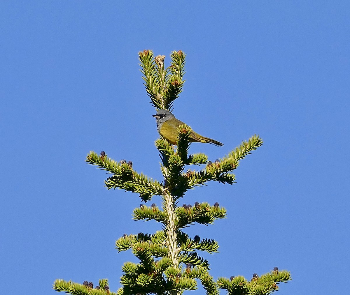 MacGillivray's Warbler - ML345464301