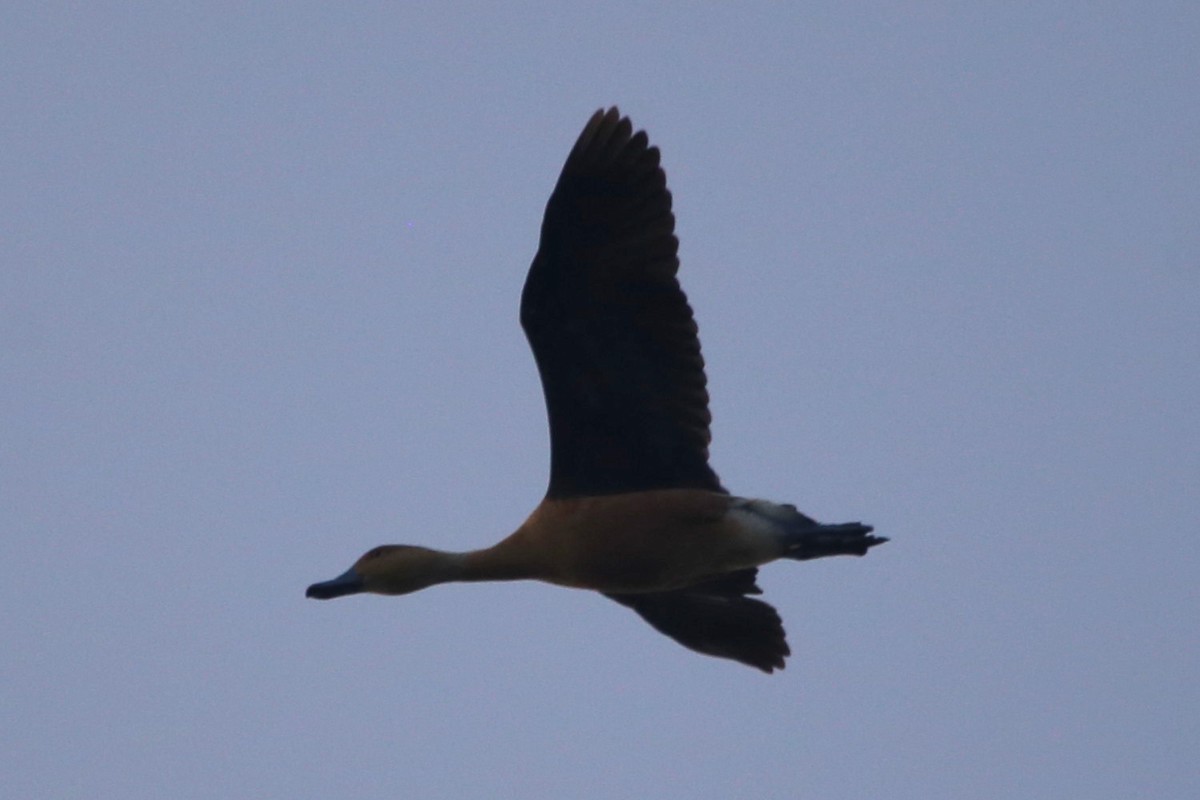 Fulvous Whistling-Duck - ML345466081