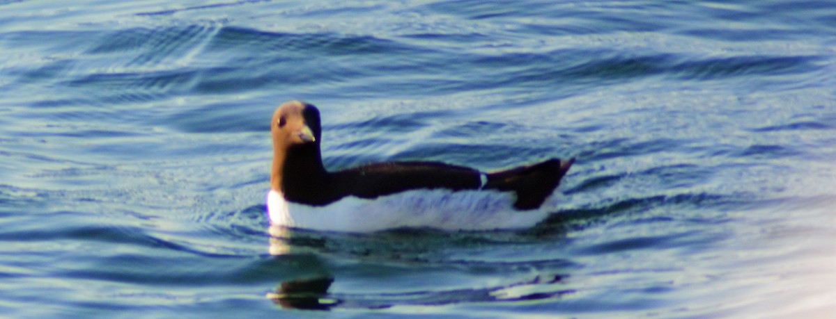 Common Murre - ML345466651