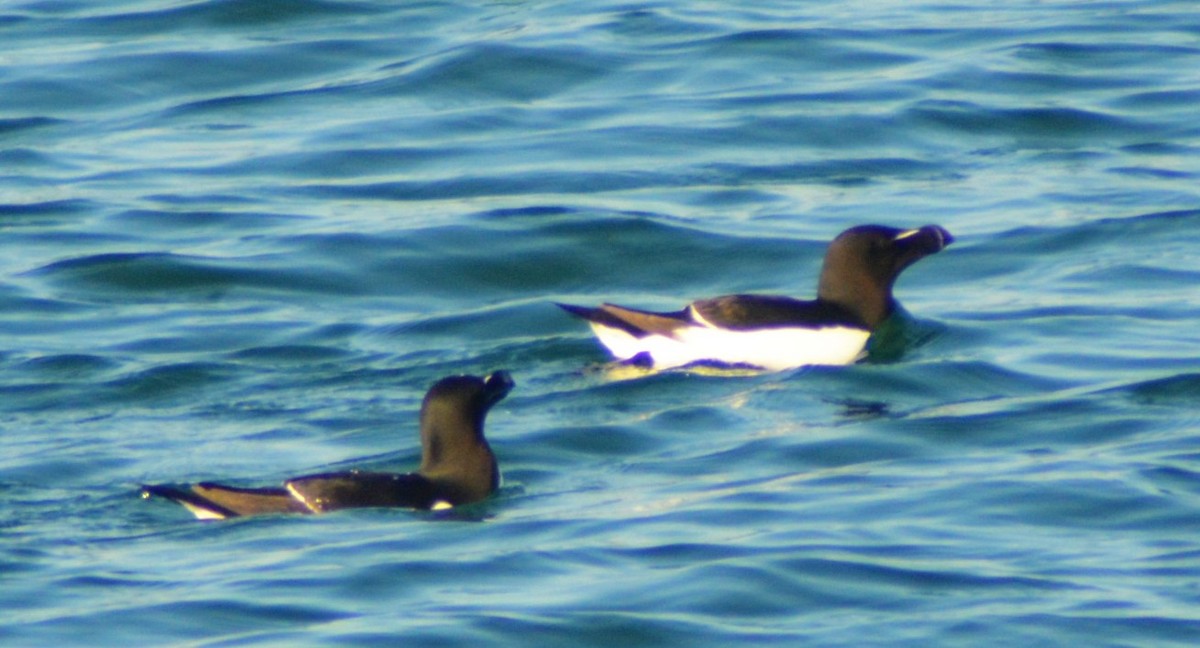 Razorbill - ML345466771