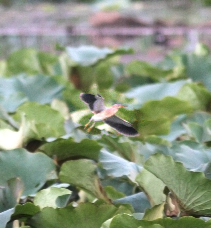 Little Bittern - PANKAJ GUPTA