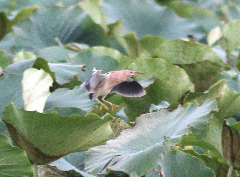 Little Bittern - ML34546761