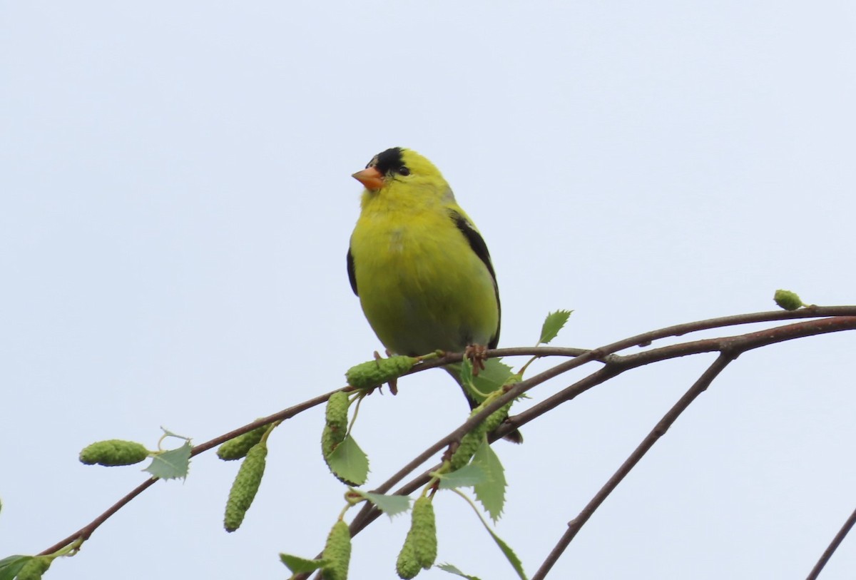 American Goldfinch - ML345467961