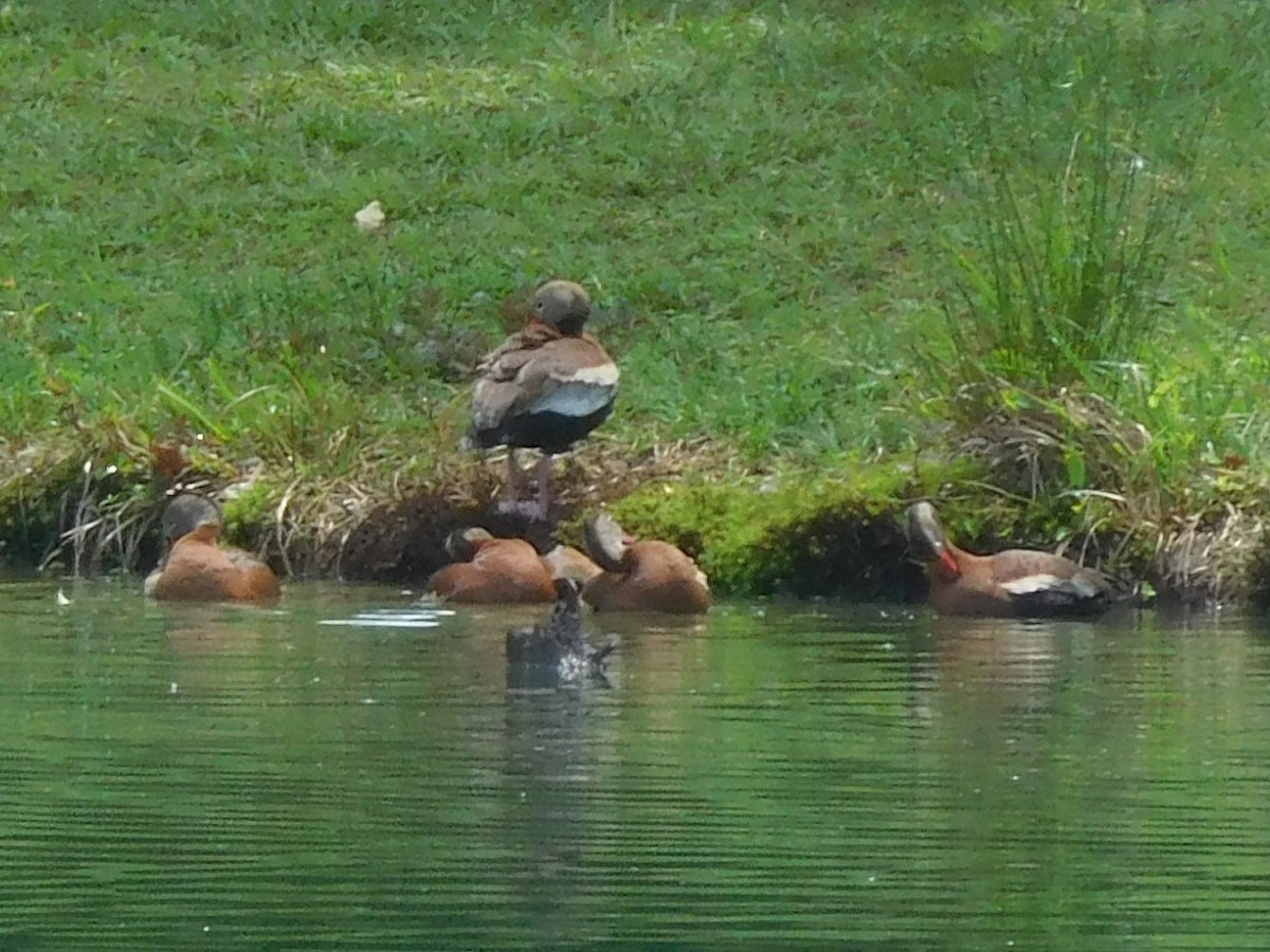 Black-bellied Whistling-Duck - ML345468491