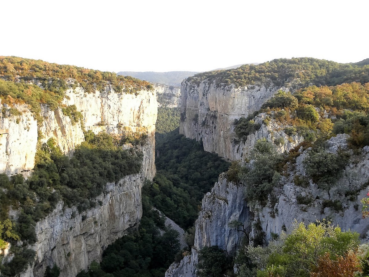 Eurasian Griffon - ML34546861