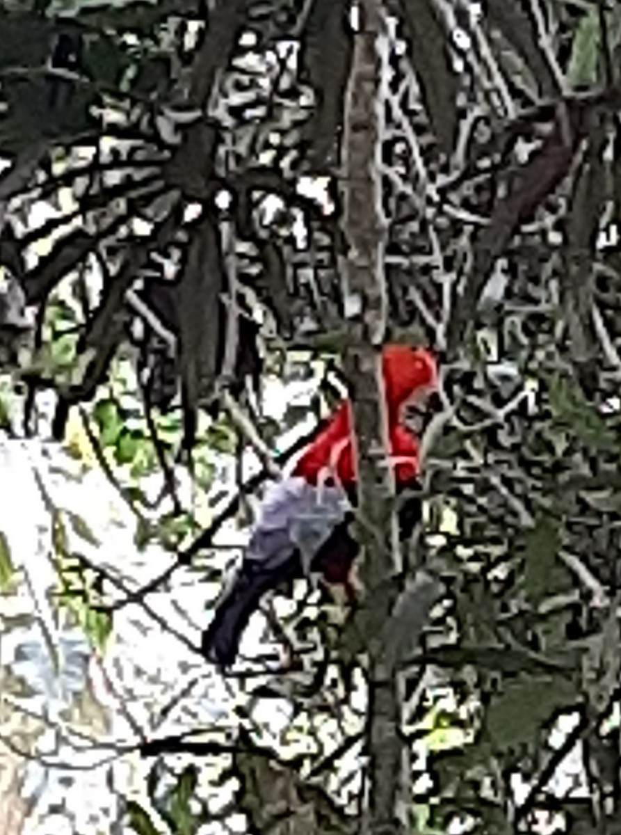 Andean Cock-of-the-rock - ML345468741