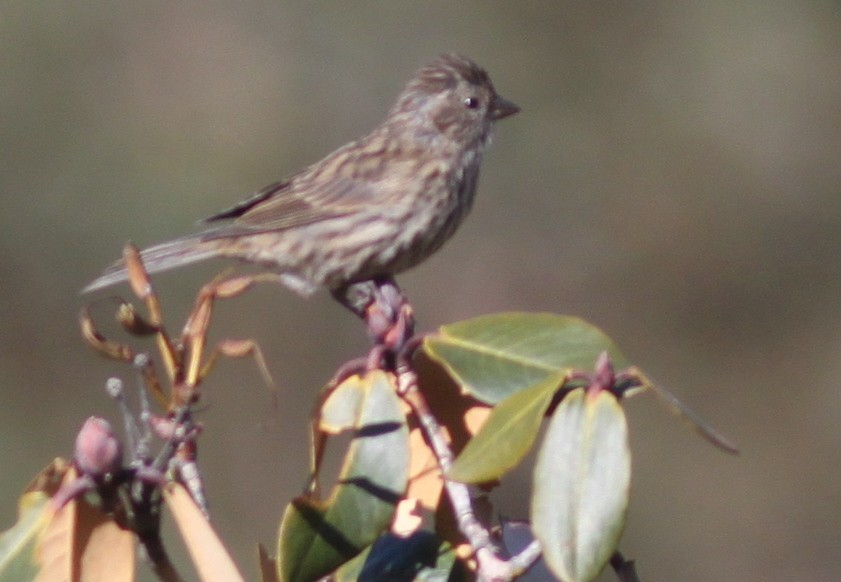 Himalayan Beautiful Rosefinch - ML34546931