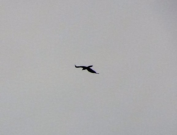 Bearded Vulture - ML34546991