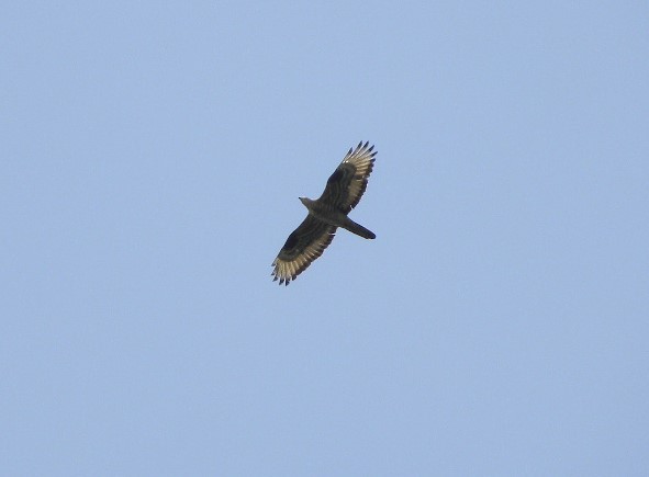 European Honey-buzzard - ML34547011