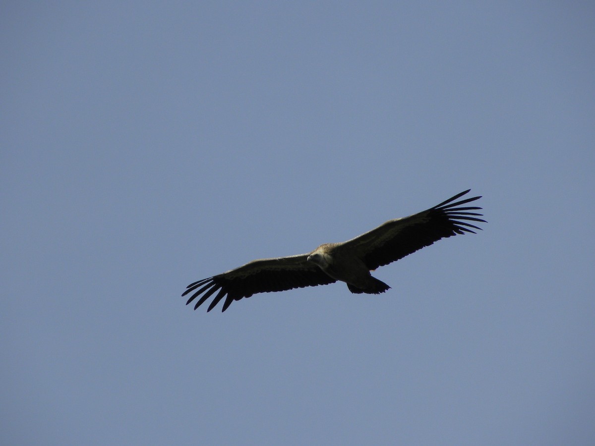 Eurasian Griffon - ML34547021