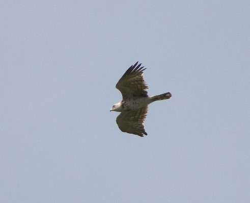 Short-toed Snake-Eagle - ML34547031