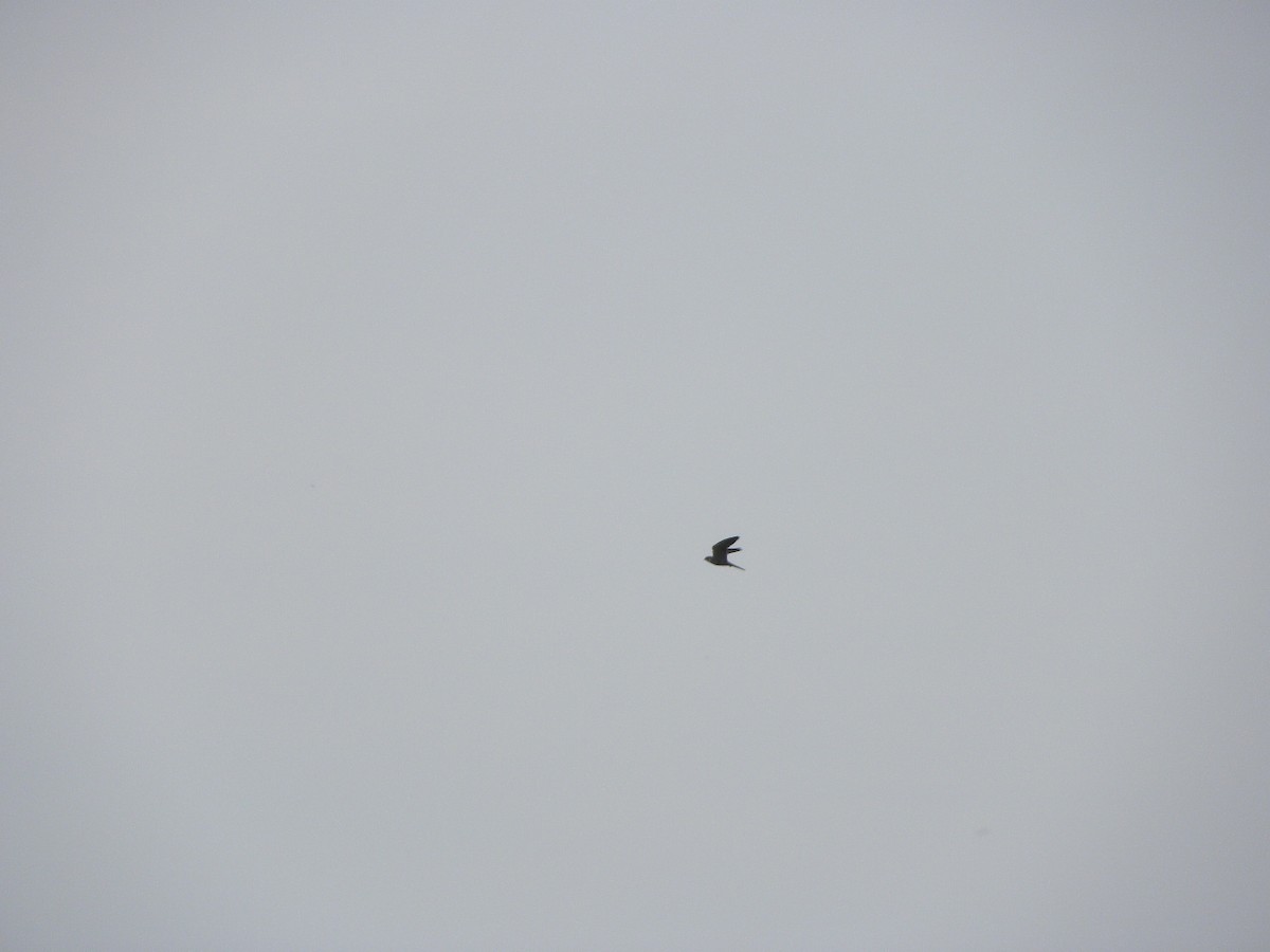 Eurasian Hobby - ML34547041