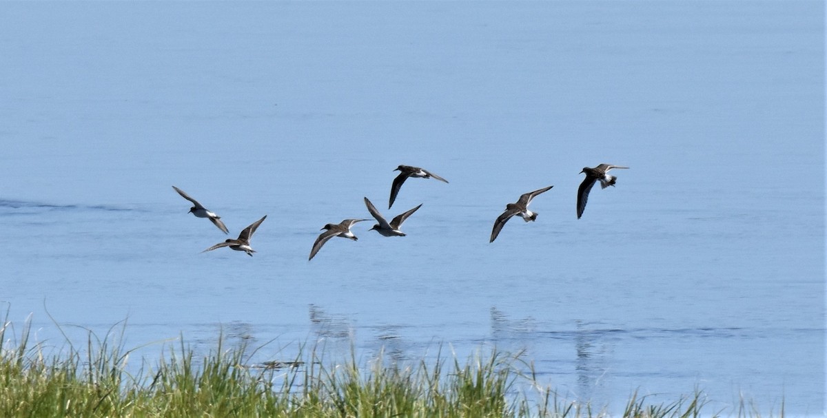 White-rumped Sandpiper - Robert Walling