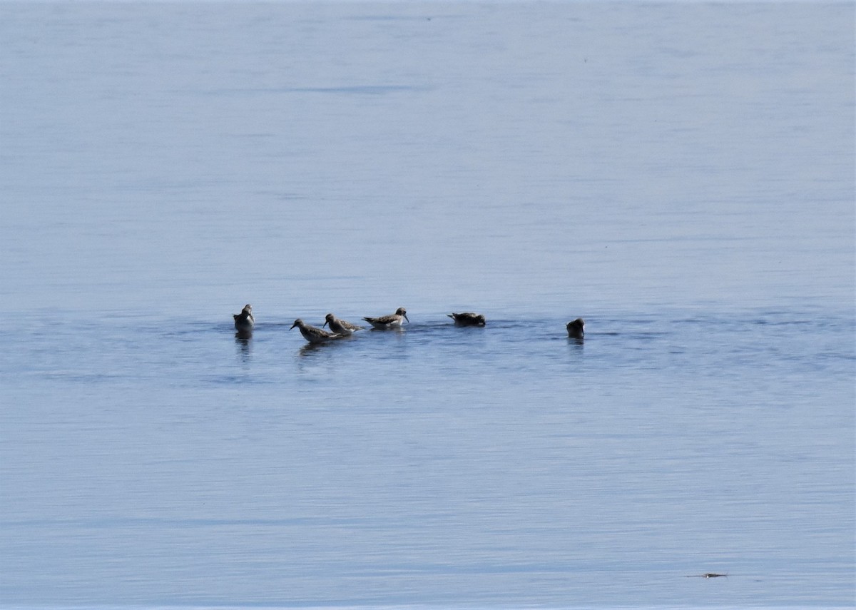 White-rumped Sandpiper - ML345470681