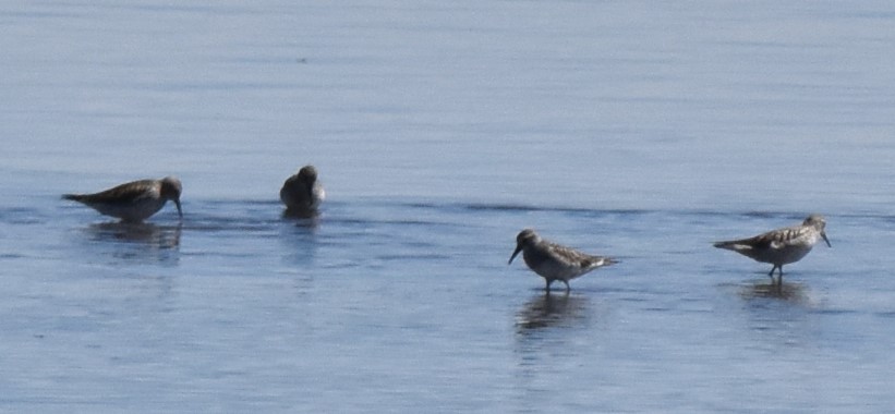 Weißbürzel-Strandläufer - ML345470761