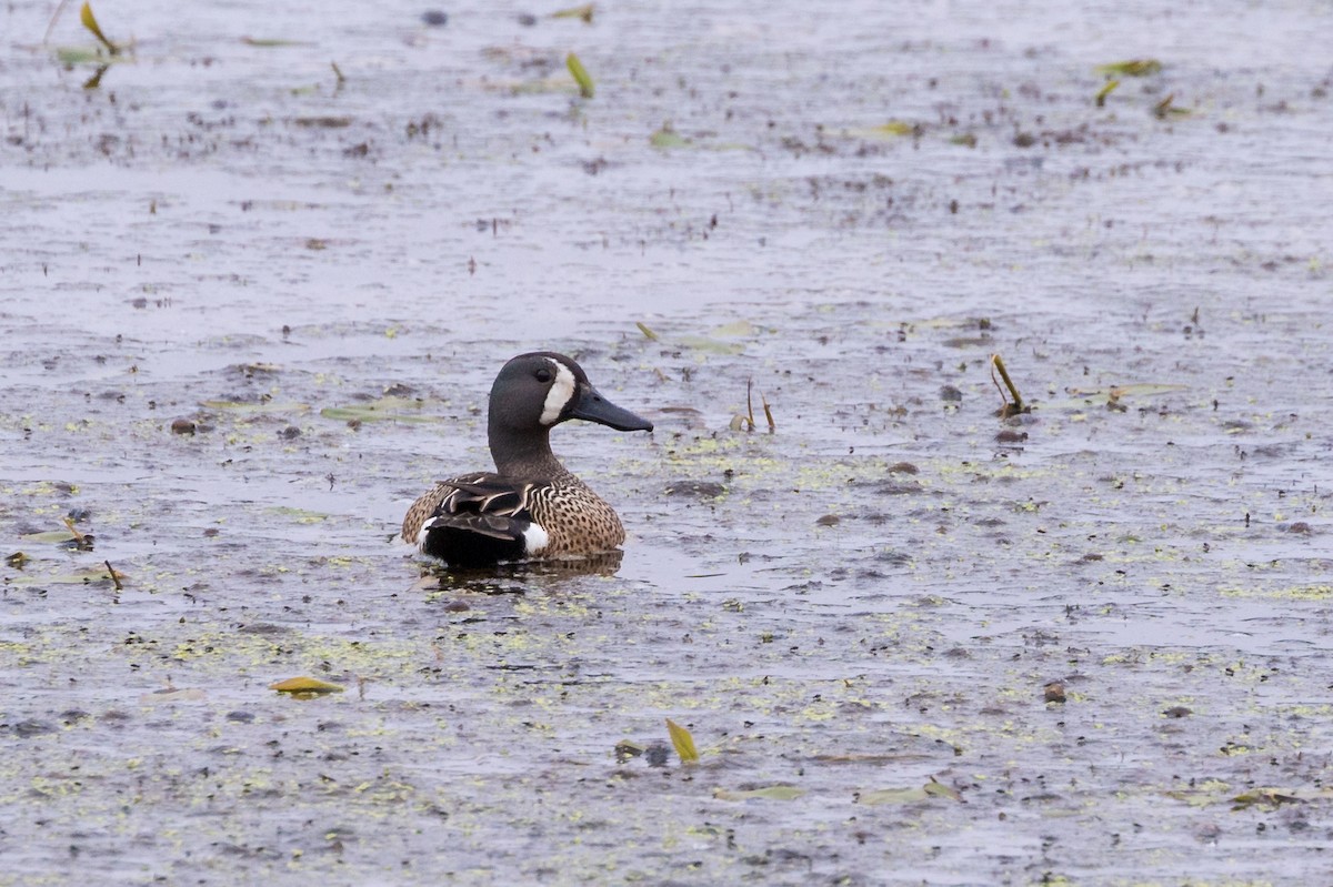 Blue-winged Teal - ML345471311