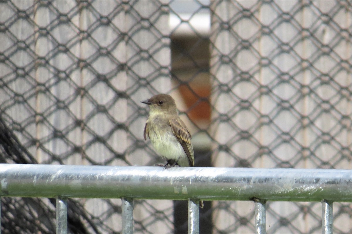 Eastern Phoebe - ML345473711