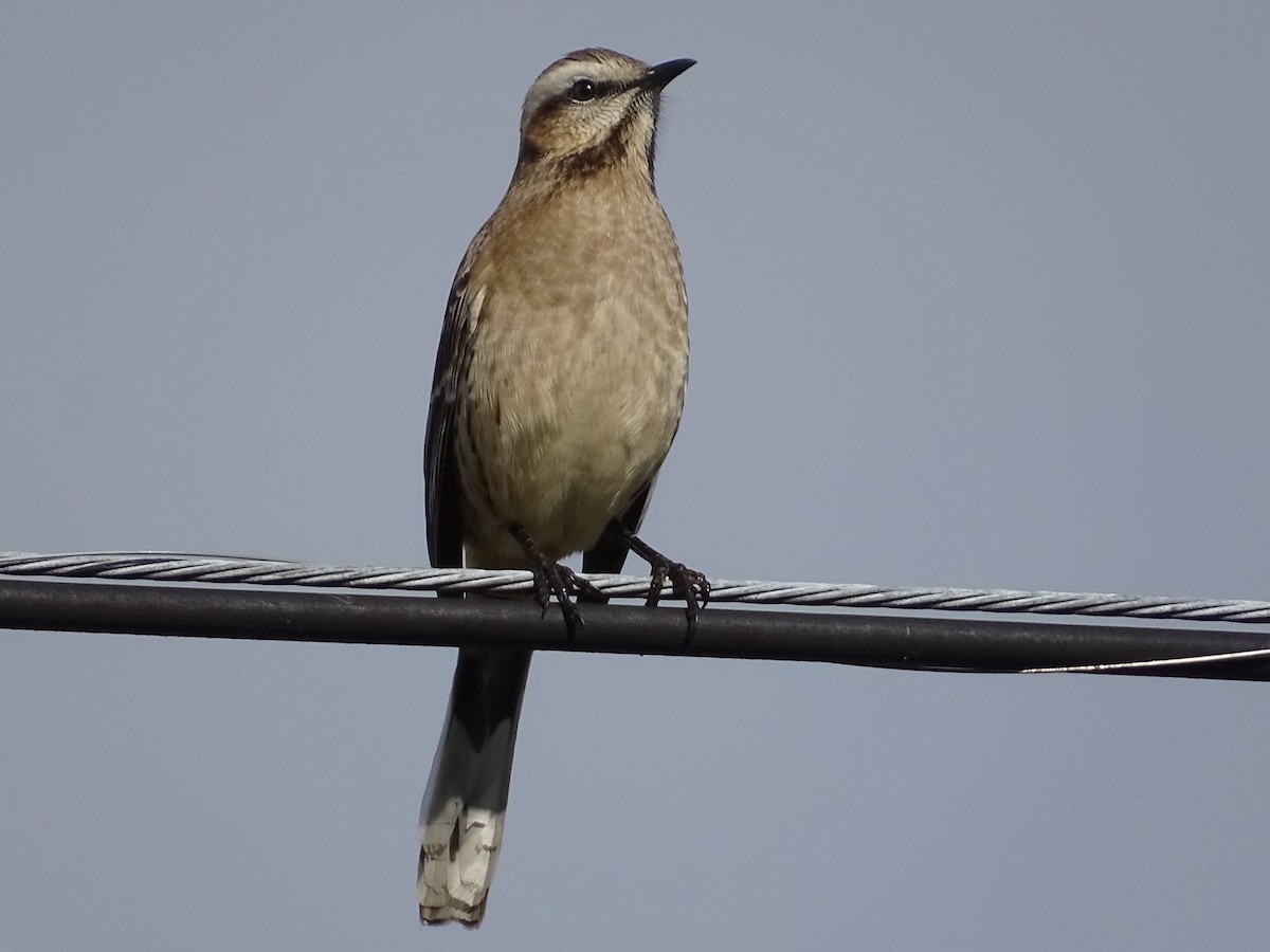 Chilean Mockingbird - ML345475221