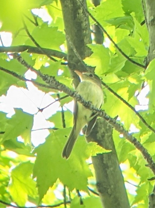 Acadian Flycatcher - Nathan Martineau